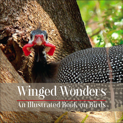 Winged Wonders